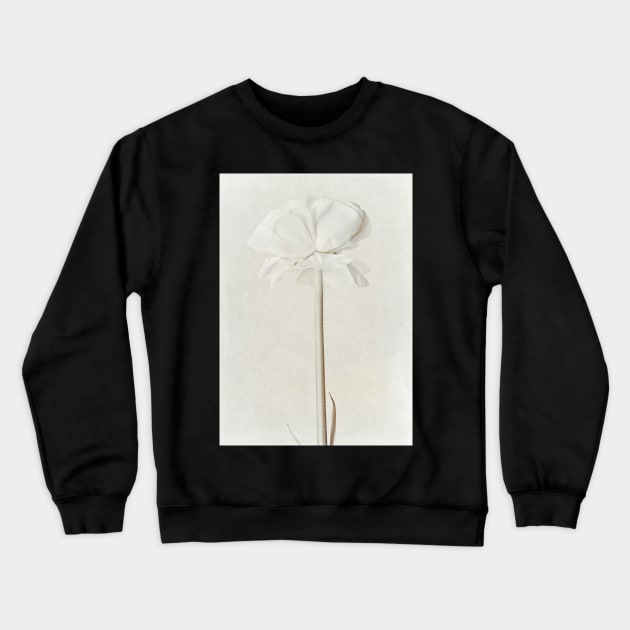 Ranunculus Art 1 Crewneck Sweatshirt by Amanda Jane